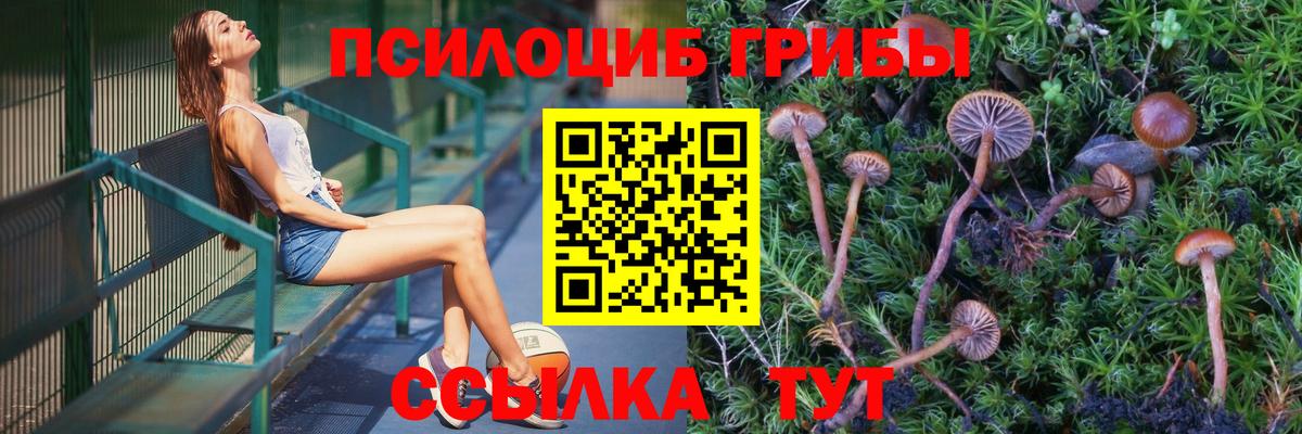 Псилоцибиновые грибы Psilocybine cubensis Саратов